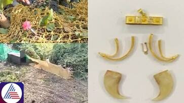 Bengaluru: Forest dept under scrutiny over dual stance on tiger pendant, leopard shooting vkp Bengaluru: Forest dept under scrutiny over dual stance on tiger pendant, leopard shooting vkp