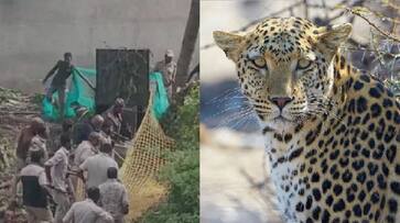 In Coonoor the forest department is keen to catch the leopard that entered the house KAK In Coonoor the forest department is keen to catch the leopard that entered the house KAK