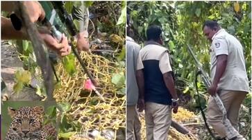 Bengaluru Public outrage against the forest department for killing captive leopard sat Bengaluru Public outrage against the forest department for killing captive leopard sat