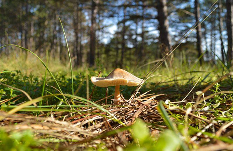 most dangerous mushroom Amanita phalloides or death cap rlp