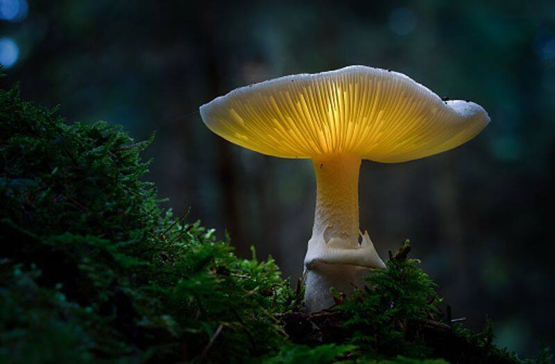 most dangerous mushroom Amanita phalloides or death cap rlp