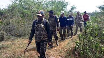 Combing has started to capture tigers in the countryside snr Combing has started to capture tigers in the countryside snr