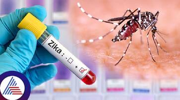 Zika virus found in mosquitoes in Karnatakas Chikkaballapur, Symptoms of dangerous virus Vin Zika virus found in mosquitoes in Karnatakas Chikkaballapur, Symptoms of dangerous virus Vin