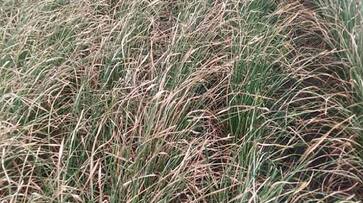 Farmers Faces Problems For Drought in Raichur grg Farmers Faces Problems For Drought in Raichur grg