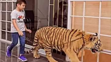 boy walking with a tiger social media criticizing the video rlp boy walking with a tiger social media criticizing the video rlp