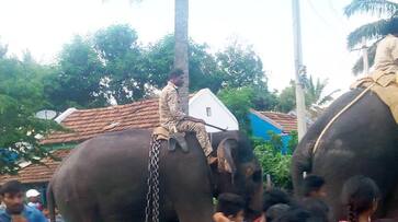 Nanjangudu Operation with elephant to capture tiger snr Nanjangudu Operation with elephant to capture tiger snr