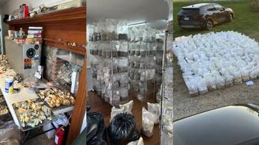 21 year old man held for 71 crore worth magic mushrooms cultivation and drug factory etj 21 year old man held for 71 crore worth magic mushrooms cultivation and drug factory etj