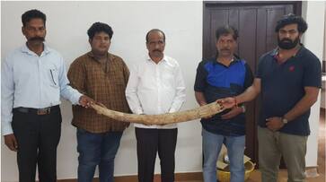 six karnataka men arrested with ivory in Wayanad prm six karnataka men arrested with ivory in Wayanad prm