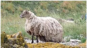Animal lovers are demanding to save Britain s lone goat bkg Animal lovers are demanding to save Britain s lone goat bkg