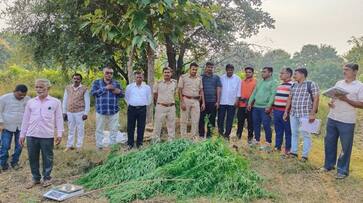 Two Arrested For Marijuana Crop at Aurad in Bidar grg Two Arrested For Marijuana Crop at Aurad in Bidar grg