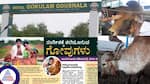 A cowshed of desi cow breeds in the borderlands of Kerala, article by Athmabhushan Vin