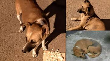 Dog Lover Appeals To Police Station For Stray Dogs In Bengaluru gvd Dog Lover Appeals To Police Station For Stray Dogs In Bengaluru gvd