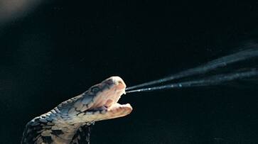 A snake bite is life-threatening...but do you know what happens if we drank snake venom? Rya A snake bite is life-threatening...but do you know what happens if we drank snake venom? Rya