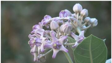 importance of erukin flower for pooja-rse- importance of erukin flower for pooja-rse-