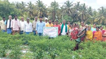 This is a boon for the farmers who grow chillies snr This is a boon for the farmers who grow chillies snr