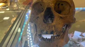 human skull found in Halloween section thrift store etj human skull found in Halloween section thrift store etj