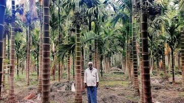 Farmers Get good Income from Areca snr Farmers Get good Income from Areca snr