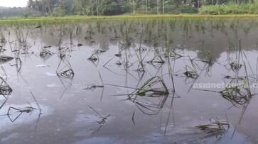 paddy field heavy rain 25 acre lost SSM paddy field heavy rain 25 acre lost SSM