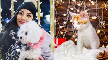 Diwali 2023: Here are 7 ways to pamper your pet this festival season RBA Diwali 2023: Here are 7 ways to pamper your pet this festival season RBA