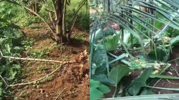 pigs destroy crops farmers at crisis SSM pigs destroy crops farmers at crisis SSM