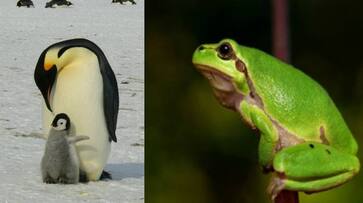 these animals can survive months without food rlp these animals can survive months without food rlp