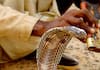 In Namakkal district, a car traveling on the road was shocked when a snake entered it vel