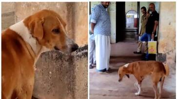 video of a dog waiting outside a mortuary for its dead master to return has gone viral bkg video of a dog waiting outside a mortuary for its dead master to return has gone viral bkg