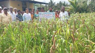 Millet is Best Nutrient Source: It has health benefits snr Millet is Best Nutrient Source: It has health benefits snr