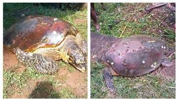 big turtle was captured in Kozhikode fvv big turtle was captured in Kozhikode fvv