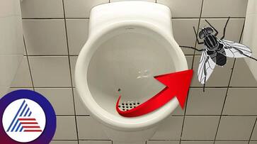 How A Picture Of A Fly Reduced Washroom Cleaning Costs roo How A Picture Of A Fly Reduced Washroom Cleaning Costs roo