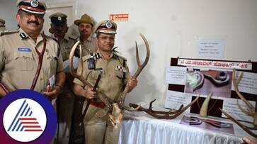 Wildlife crime arrest those who killed and ate deer and came to sell horns in bengaluru rav Wildlife crime arrest those who killed and ate deer and came to sell horns in bengaluru rav