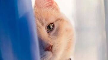 cat raped by tenant landlord woman catches him Dehradun SSM cat raped by tenant landlord woman catches him Dehradun SSM