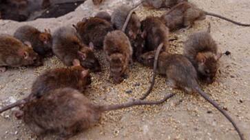 rats have emptied several seized liquor bottles stored in a police warehouse bizarre incident etj rats have emptied several seized liquor bottles stored in a police warehouse bizarre incident etj
