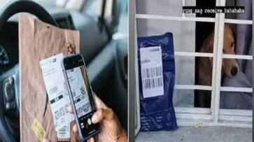 golden retriever receives parcel viral rlp golden retriever receives parcel viral rlp
