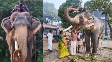 Guruvayur Devaswom Elephant Chandrasekharan killed Mahout while feeding food vkv Guruvayur Devaswom Elephant Chandrasekharan killed Mahout while feeding food vkv