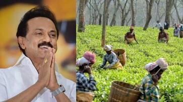 20 Percentage Diwali Bonus for Tea Estate Workers: Daily Wages Increase to Rs 438-rag 20 Percentage Diwali Bonus for Tea Estate Workers: Daily Wages Increase to Rs 438-rag