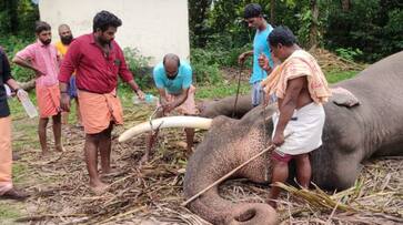 Gajavira Skanda s cut off horns for sixth time Gajavira Skanda s cut off horns for sixth time