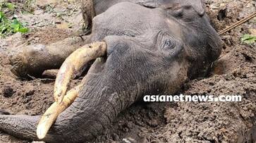 Wild elephant found dead inside forest in Wayanad kgn Wild elephant found dead inside forest in Wayanad kgn