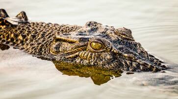 farmer survives crocodile attack by biting back on crocodiles eyelid etj farmer survives crocodile attack by biting back on crocodiles eyelid etj