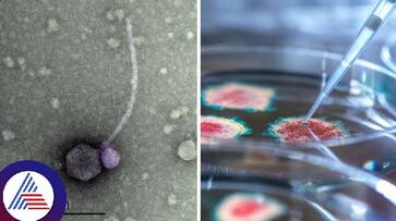 Vampire Viruses Found For The First Time In The US, Know What They Are Vin Vampire Viruses Found For The First Time In The US, Know What They Are Vin