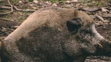 wild pig drunk 18 can beer and fight with cow rlp wild pig drunk 18 can beer and fight with cow rlp