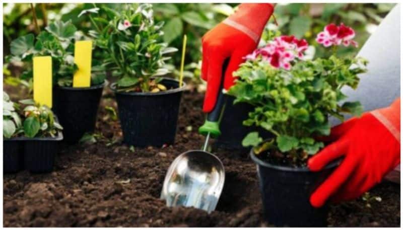 home gardening tips for beginners