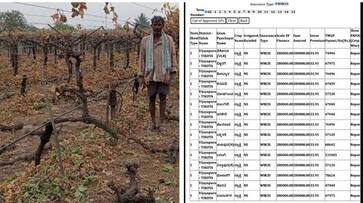 Insurance shock for Vijayapura Farmers who grew Grapes amid Drought gvd Insurance shock for Vijayapura Farmers who grew Grapes amid Drought gvd