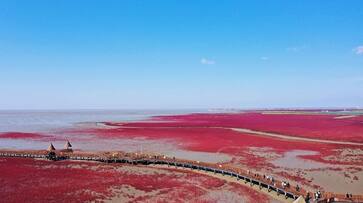 Known for its sandless Red Beach in China bkg Known for its sandless Red Beach in China bkg