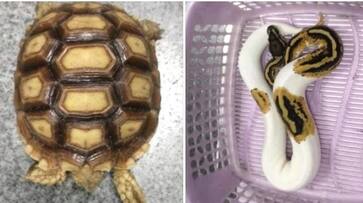 Customs confiscated rare species smuggled from Singapore to Coimbatore KAK Customs confiscated rare species smuggled from Singapore to Coimbatore KAK