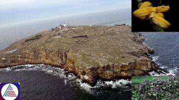 Exploring the mysteries of Snake Island in Brazil: World's most dangerous place revealed vkp Exploring the mysteries of Snake Island in Brazil: World's most dangerous place revealed vkp