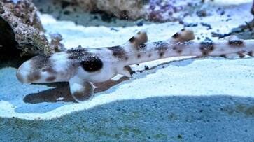 shark given birth without male contact for four years rlp shark given birth without male contact for four years rlp