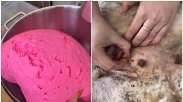 viral video in which chewing gum made of fat that taken from sheeps gland viral video in which chewing gum made of fat that taken from sheeps gland