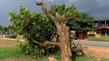 300 years old tree felled in ghana outrage rlp 300 years old tree felled in ghana outrage rlp