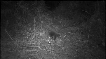 critically endangered egg laying mammal that hasnt been seen for more than 60 years rediscovered etj critically endangered egg laying mammal that hasnt been seen for more than 60 years rediscovered etj
